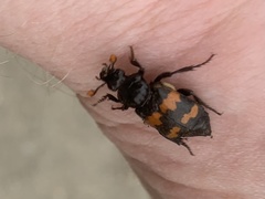Nicrophorus investigator