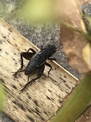 Neonemobius mormonius