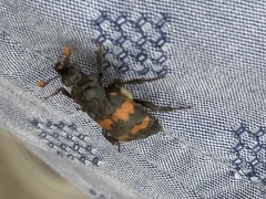Nicrophorus investigator