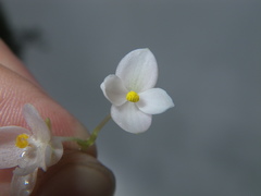 Begonia crenata