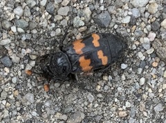 Nicrophorus investigator