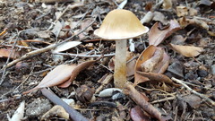Candolleomyces