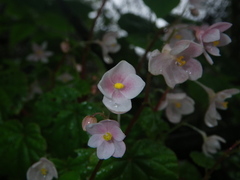 Begonia crenata