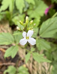 Cardamine angulata