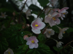 Begonia crenata