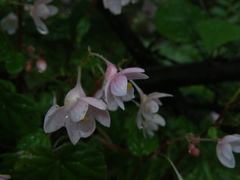 Begonia crenata