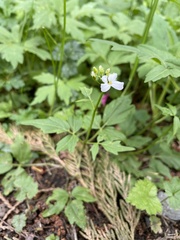 Cardamine angulata