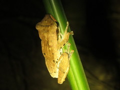 Polypedates macrotis