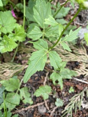 Cardamine angulata