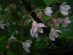 Begonia crenata