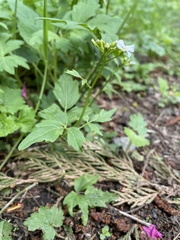 Cardamine angulata