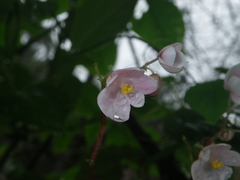 Begonia crenata
