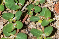 Euphorbia serpens