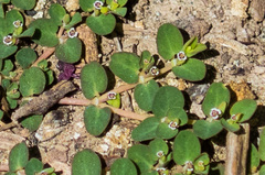 Euphorbia serpens