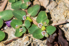 Euphorbia serpens