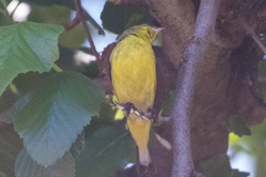 Spinus psaltria