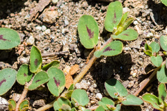 Euphorbia maculata