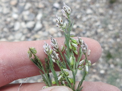 Polygala scoparioides