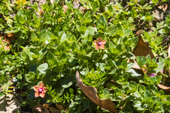 Lysimachia arvensis