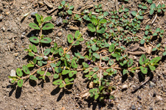 Euphorbia maculata