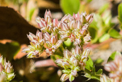 Polycarpon tetraphyllum tetraphyllum