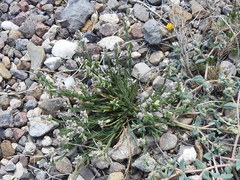 Polygala scoparioides