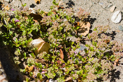 Polycarpon tetraphyllum tetraphyllum