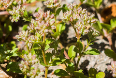 Polycarpon tetraphyllum tetraphyllum