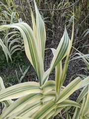 Arundo donax versicolor