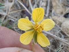 Senna pumilio