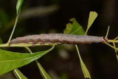 Catocala muliercula
