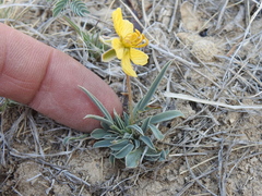 Senna pumilio