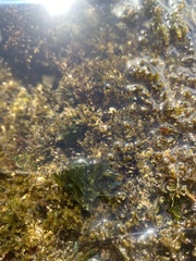 Bryopsis pennata secunda