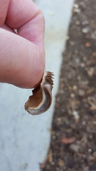 Candolleomyces