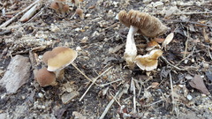 Candolleomyces