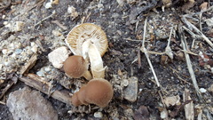 Candolleomyces