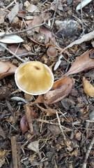 Candolleomyces