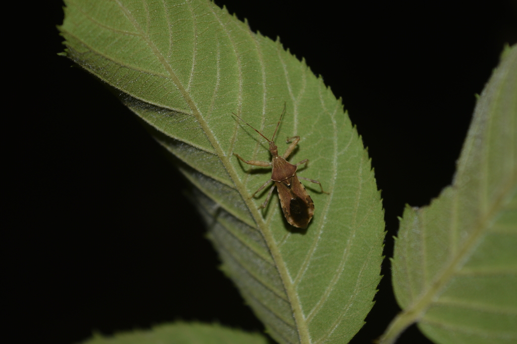 Acholla tabida