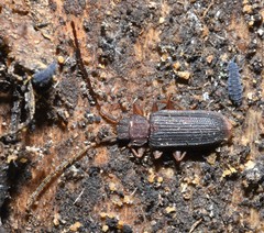Uleiota dubia