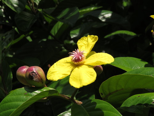 Dillenia excelsa (Dillenia excelsa)