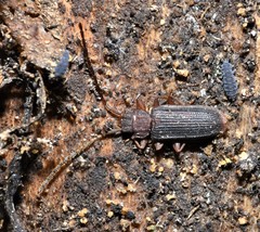 Uleiota dubia