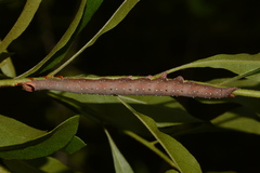Catocala muliercula