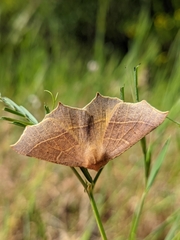 Tetracis cervinaria