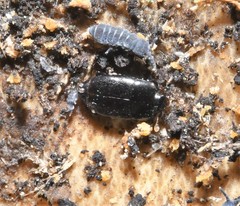 Platylomalus aequalis