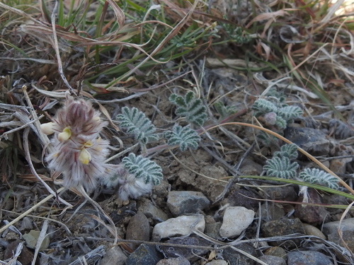 Image of Dalea neomexicana by (c) Sam Kieschnick, some rights reserved (CC BY)