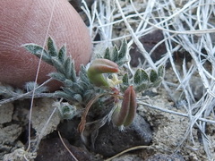 Astragalus nuttallianus austrinus