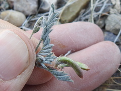 Astragalus nuttallianus austrinus