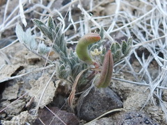 Astragalus nuttallianus austrinus