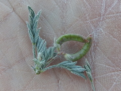 Astragalus nuttallianus austrinus