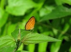 Mycalesis anapita